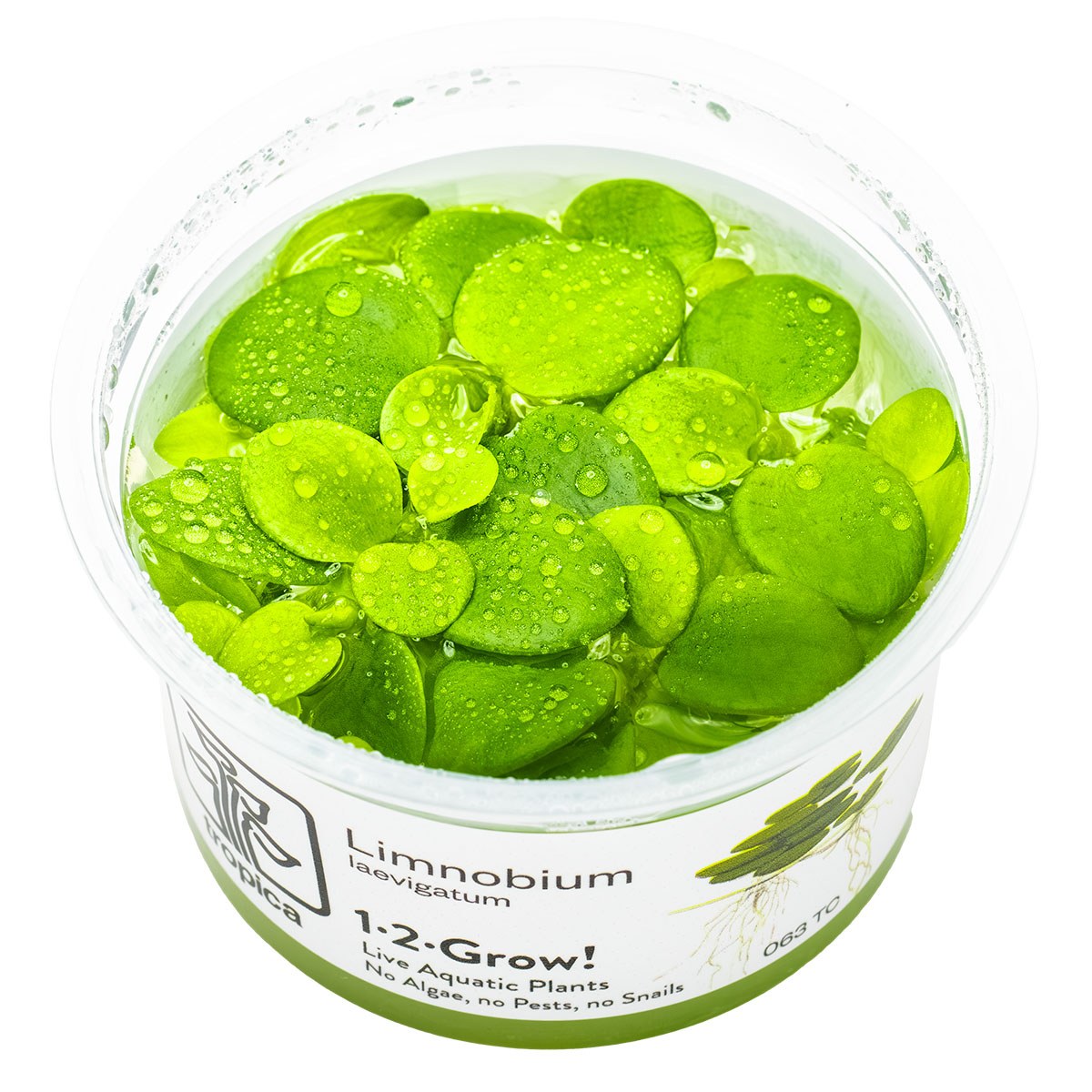 Limnobium laevigatum — 1-2-Grow!