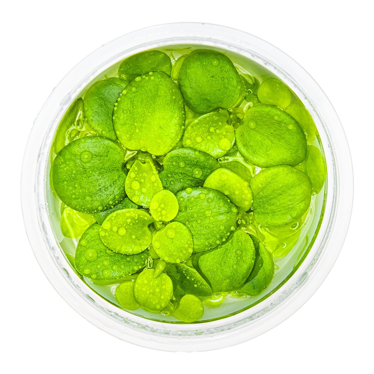 Limnobium laevigatum — 1-2-Grow!