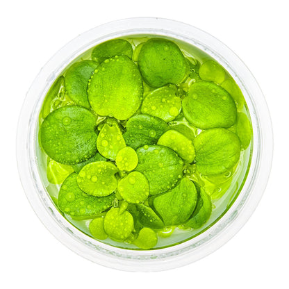 Limnobium laevigatum — 1-2-Grow!