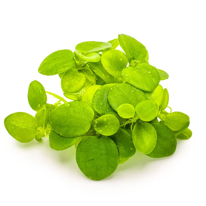 Limnobium laevigatum — 1-2-Grow!
