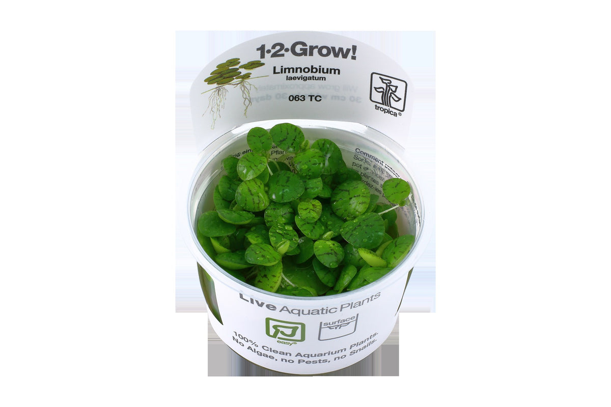 Limnobium laevigatum — 1-2-Grow!