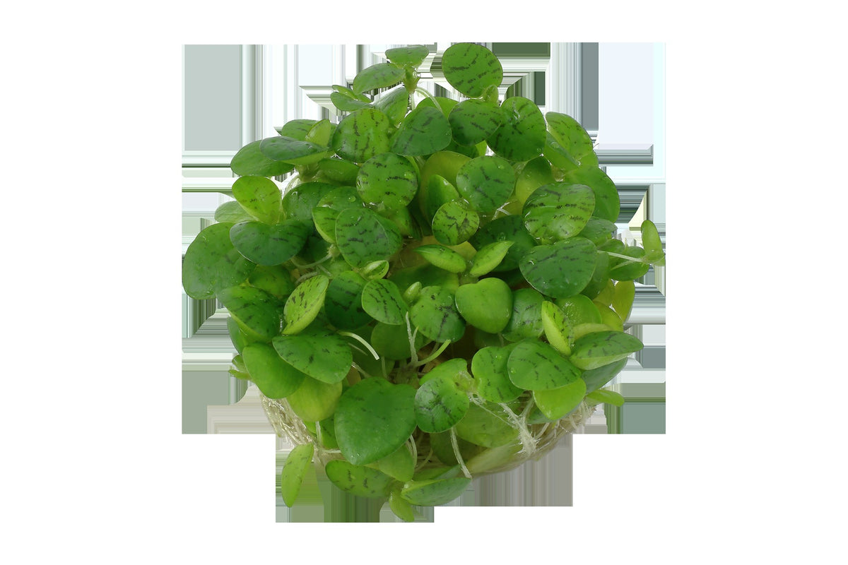 Limnobium laevigatum — 1-2-Grow!