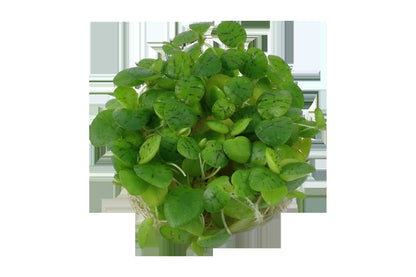 Limnobium laevigatum — 1-2-Grow!