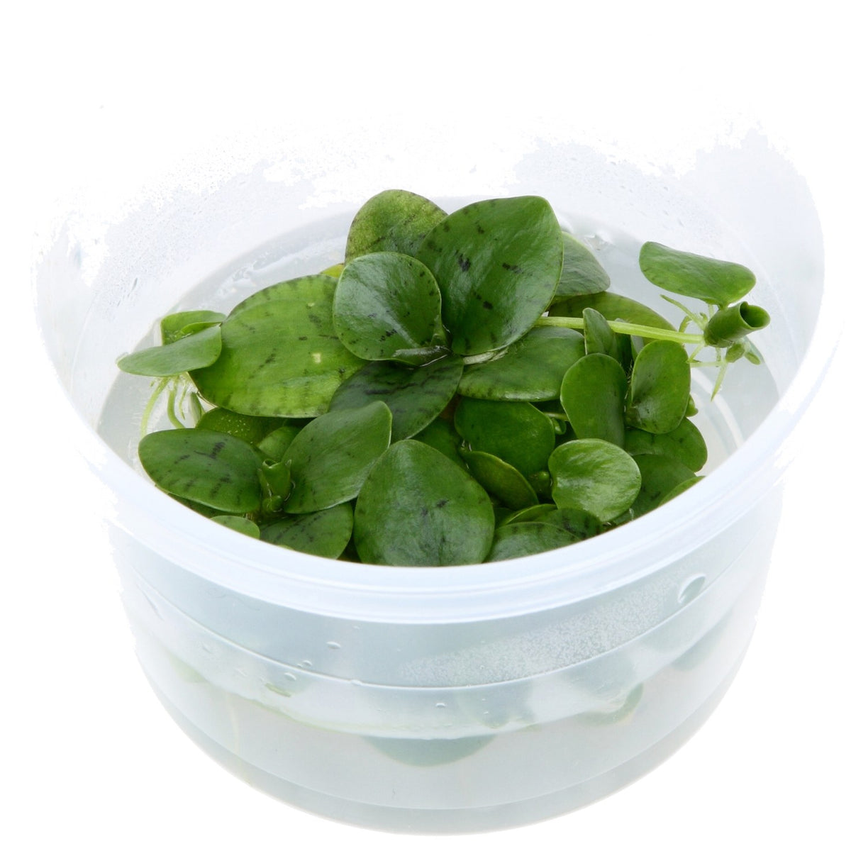 Limnobium laevigatum — 1-2-Grow!