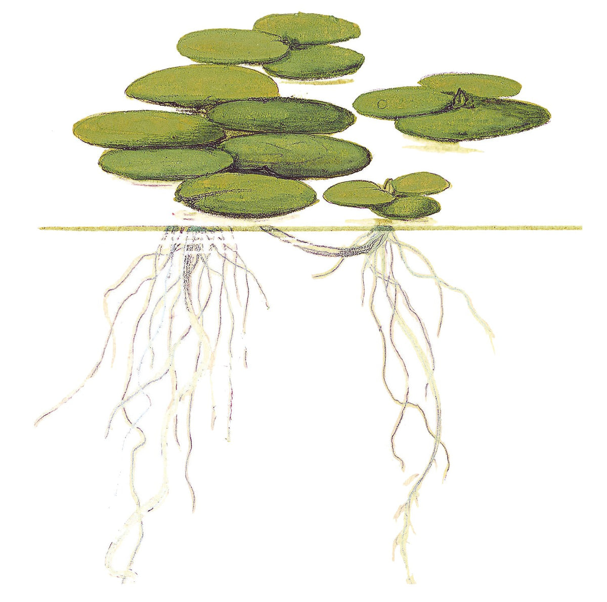 Limnobium laevigatum — 1-2-Grow!
