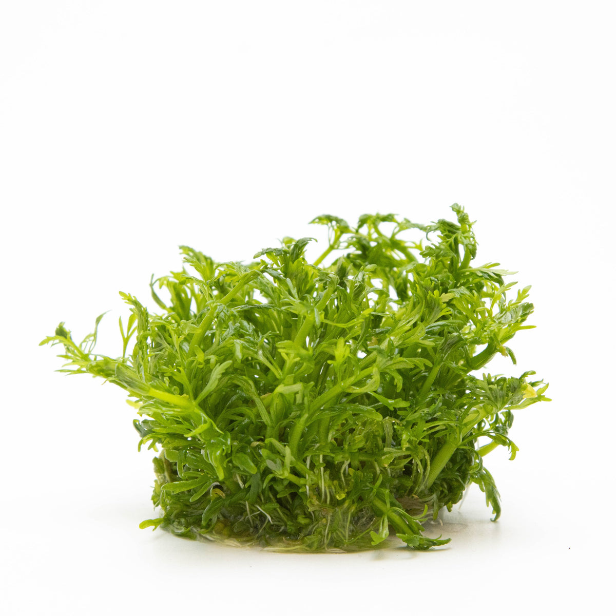 Limnophila aquatica Aquarium Plant — 1-2-Grow!