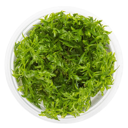 Limnophila aquatica Aquarium Plant — 1-2-Grow!