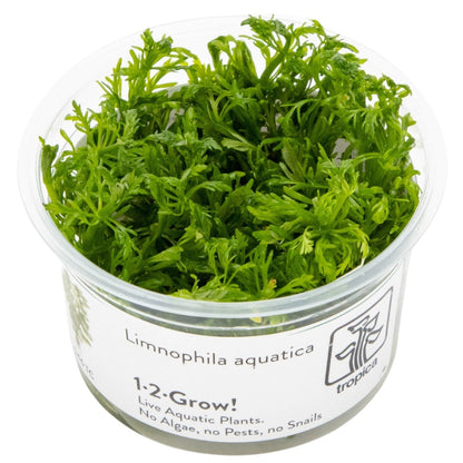 Limnophila aquatica Aquarium Plant — 1-2-Grow!