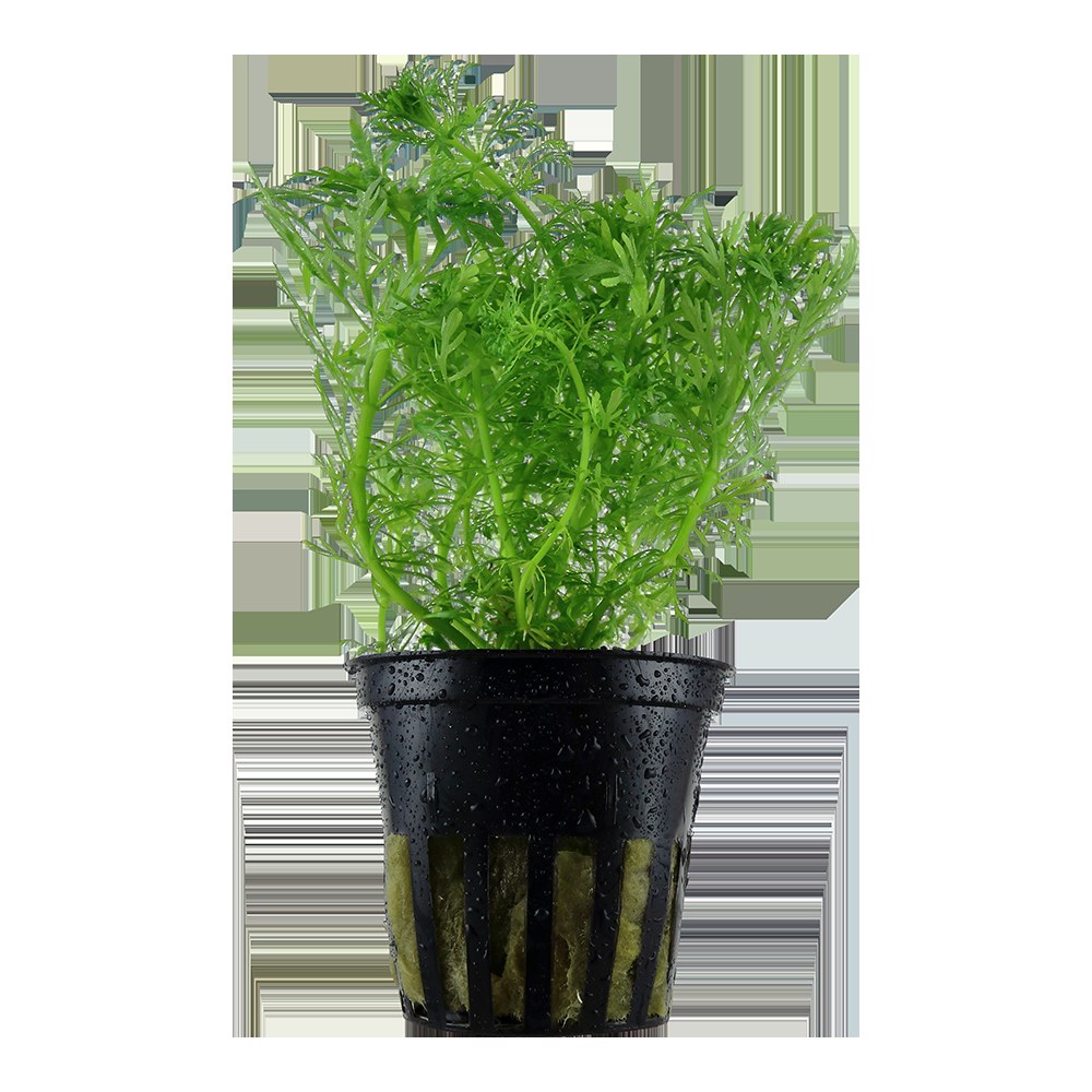 Limnophila aquatica Aquarium Plant — Potted