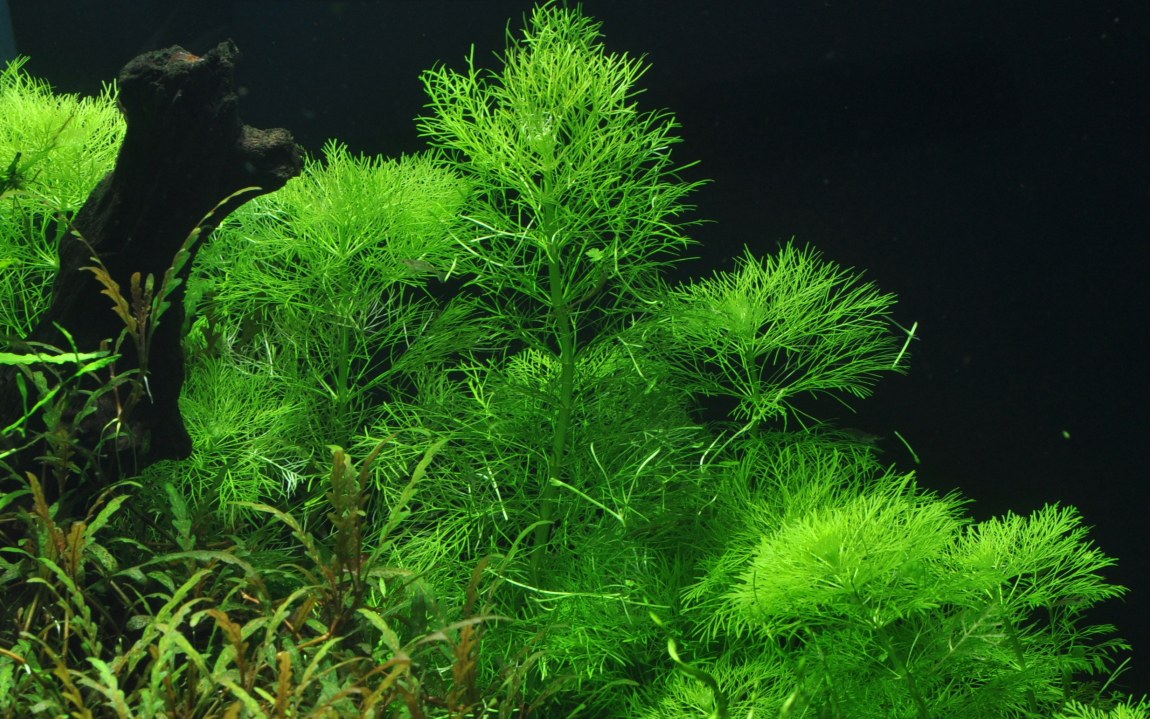 Limnophila aquatica Aquarium Plant — Potted