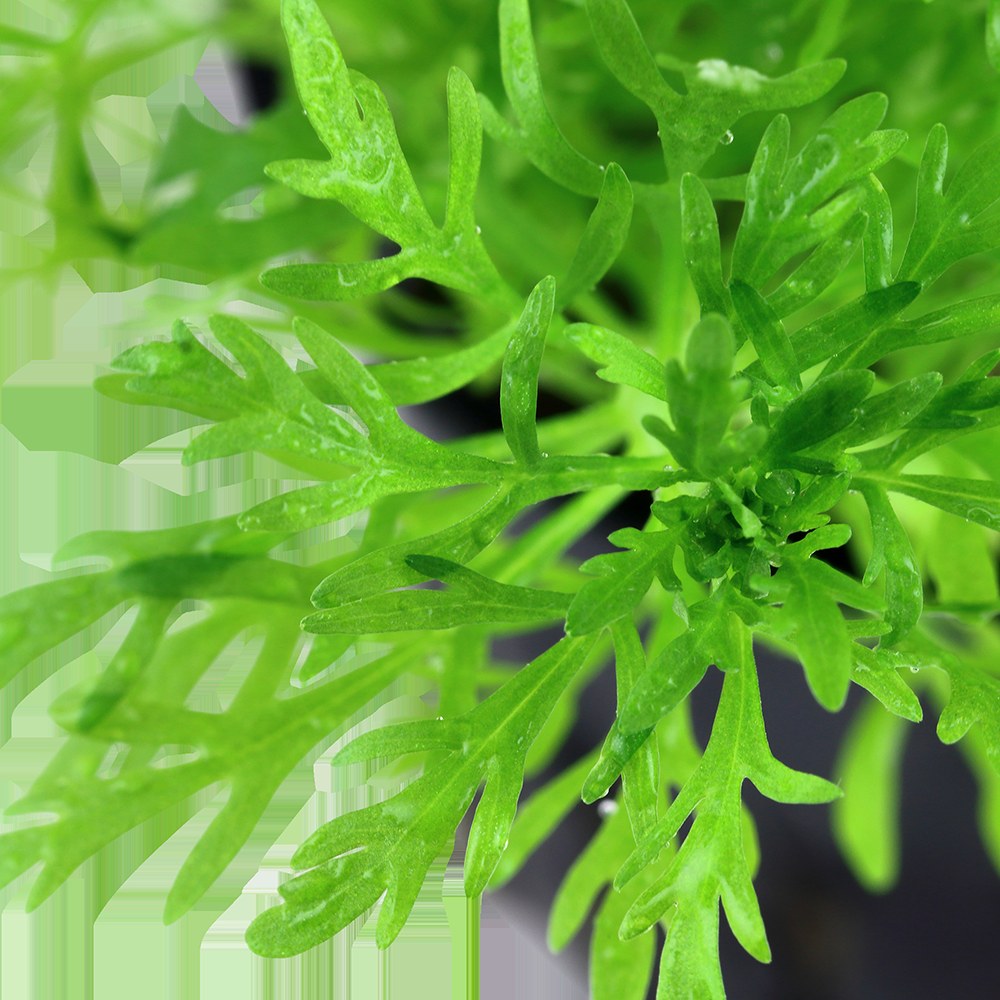 Limnophila aquatica Aquarium Plant — Potted