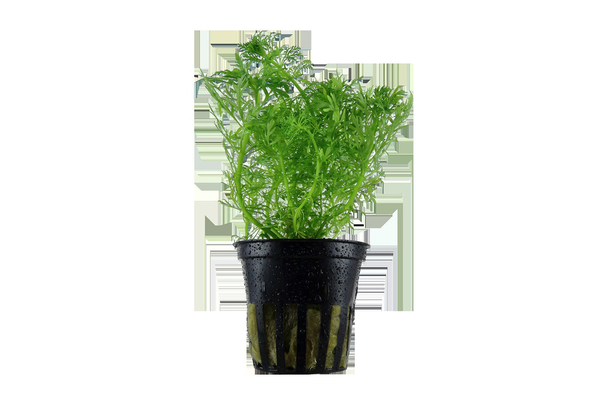 Limnophila aquatica Aquarium Plant — Potted