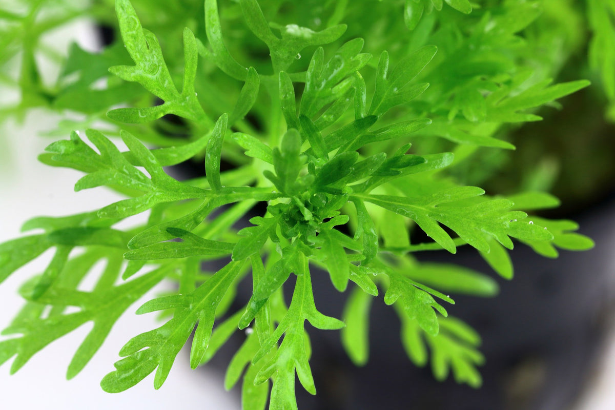 Limnophila aquatica Aquarium Plant — Potted