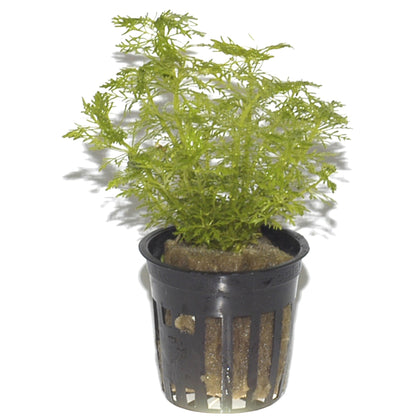 Limnophila aquatica Aquarium Plant — Potted