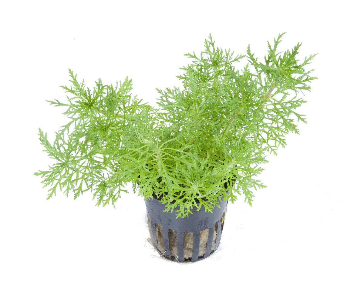 Limnophila aquatica Aquarium Plant — Potted
