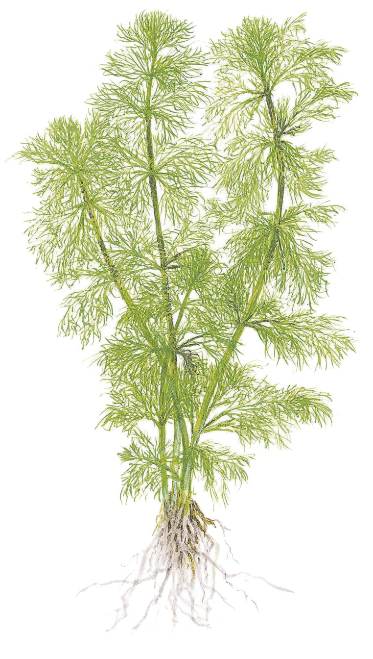 Limnophila aquatica Aquarium Plant