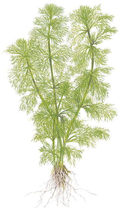 Limnophila aquatica Aquarium Plant