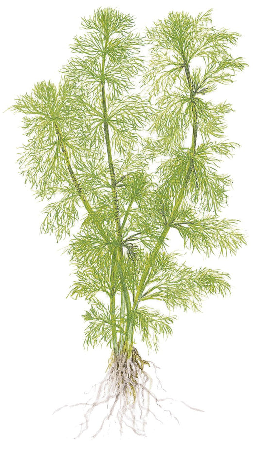 Limnophila aquatica Aquarium Plant
