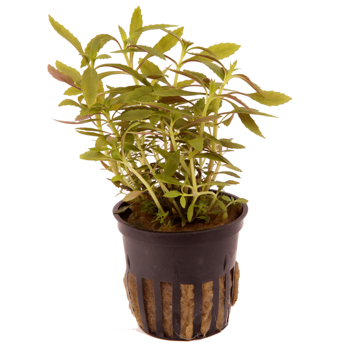 Limnophila hippuridoides Potted Aquarium Plant — Potted