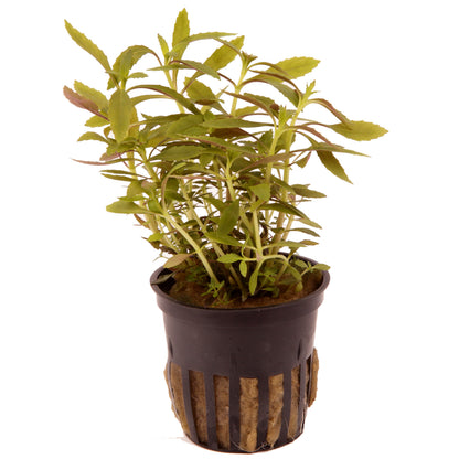 Limnophila hippuridoides Potted Aquarium Plant — Potted