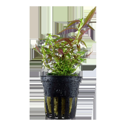 Limnophila hippuridoides Potted Aquarium Plant — Potted