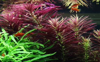 Limnophila hippuridoides Potted Aquarium Plant — Potted