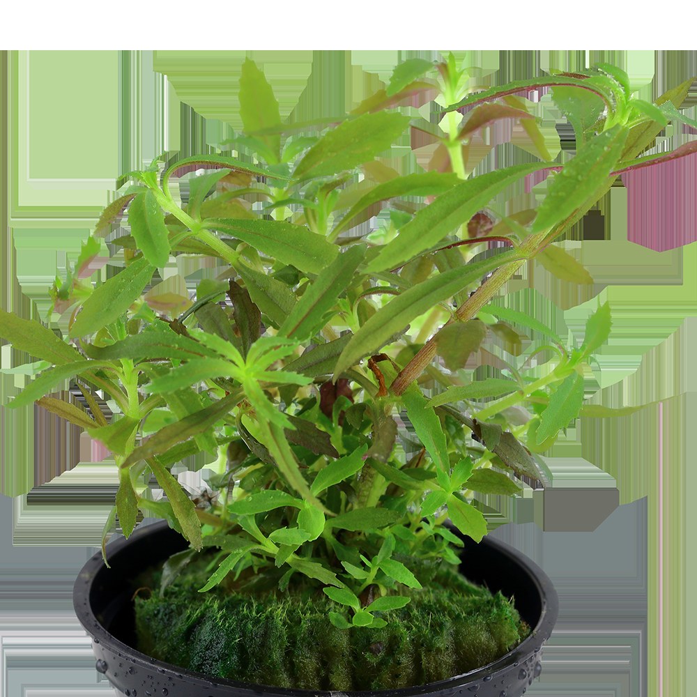Limnophila hippuridoides Potted Aquarium Plant — Potted