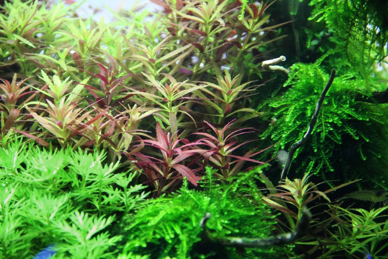 Limnophila hippuridoides Potted Aquarium Plant — Potted