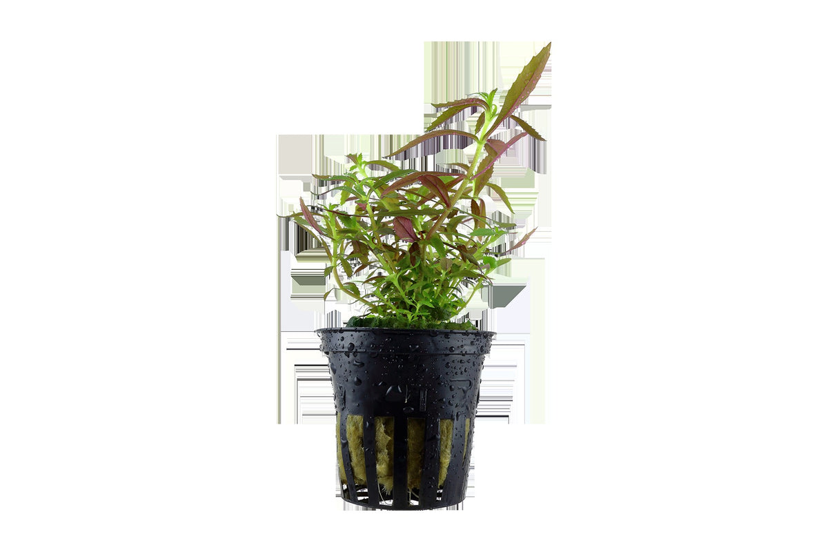 Limnophila hippuridoides Potted Aquarium Plant — Potted