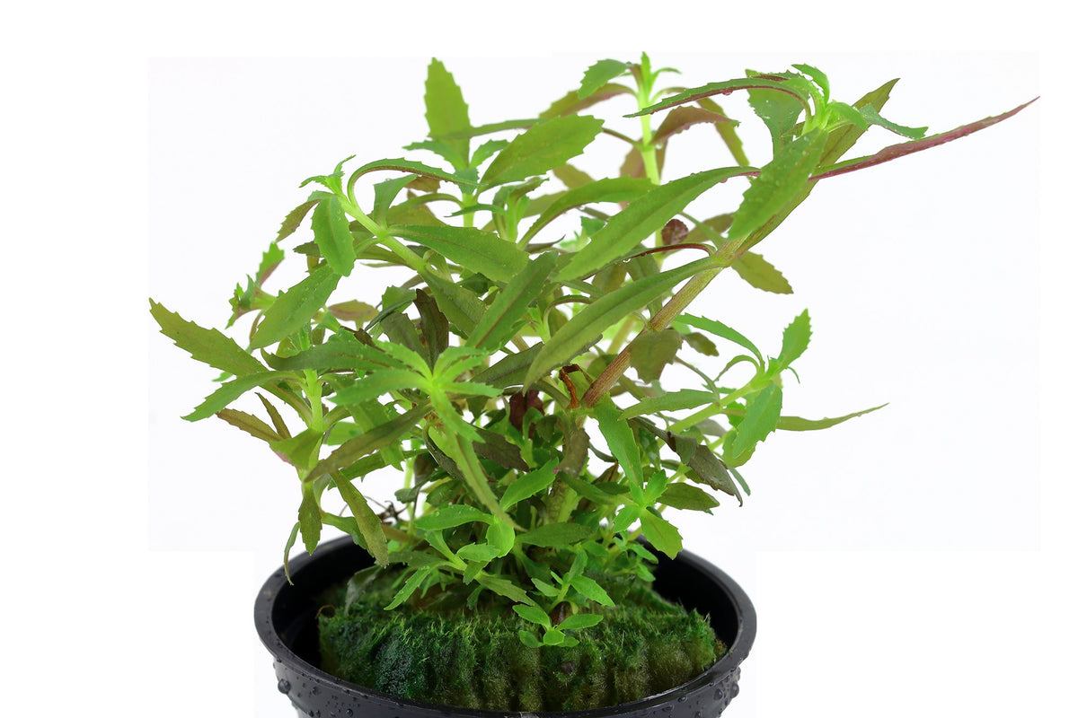 Limnophila hippuridoides Potted Aquarium Plant — Potted