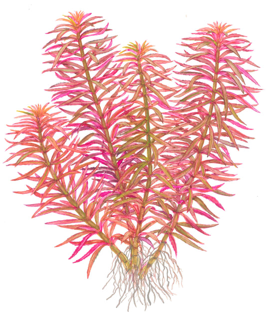 Limnophila hippuridoides Potted Aquarium Plant — Potted