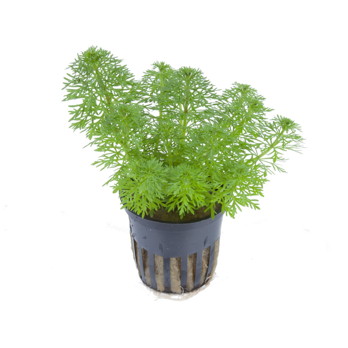 Limnophila sessiliflora Potted Aquarium Plant — Potted