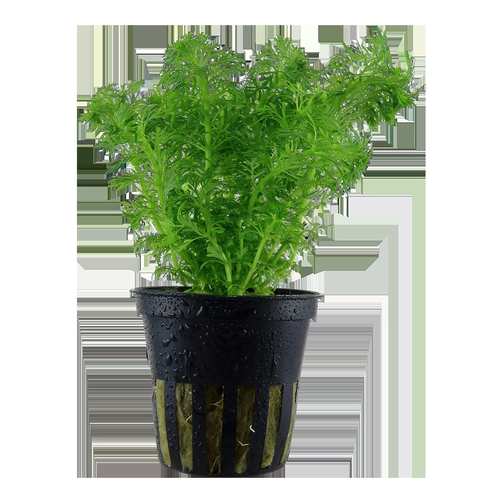 Limnophila sessiliflora Potted Aquarium Plant — Potted