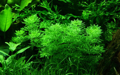 Limnophila sessiliflora Potted Aquarium Plant — Potted
