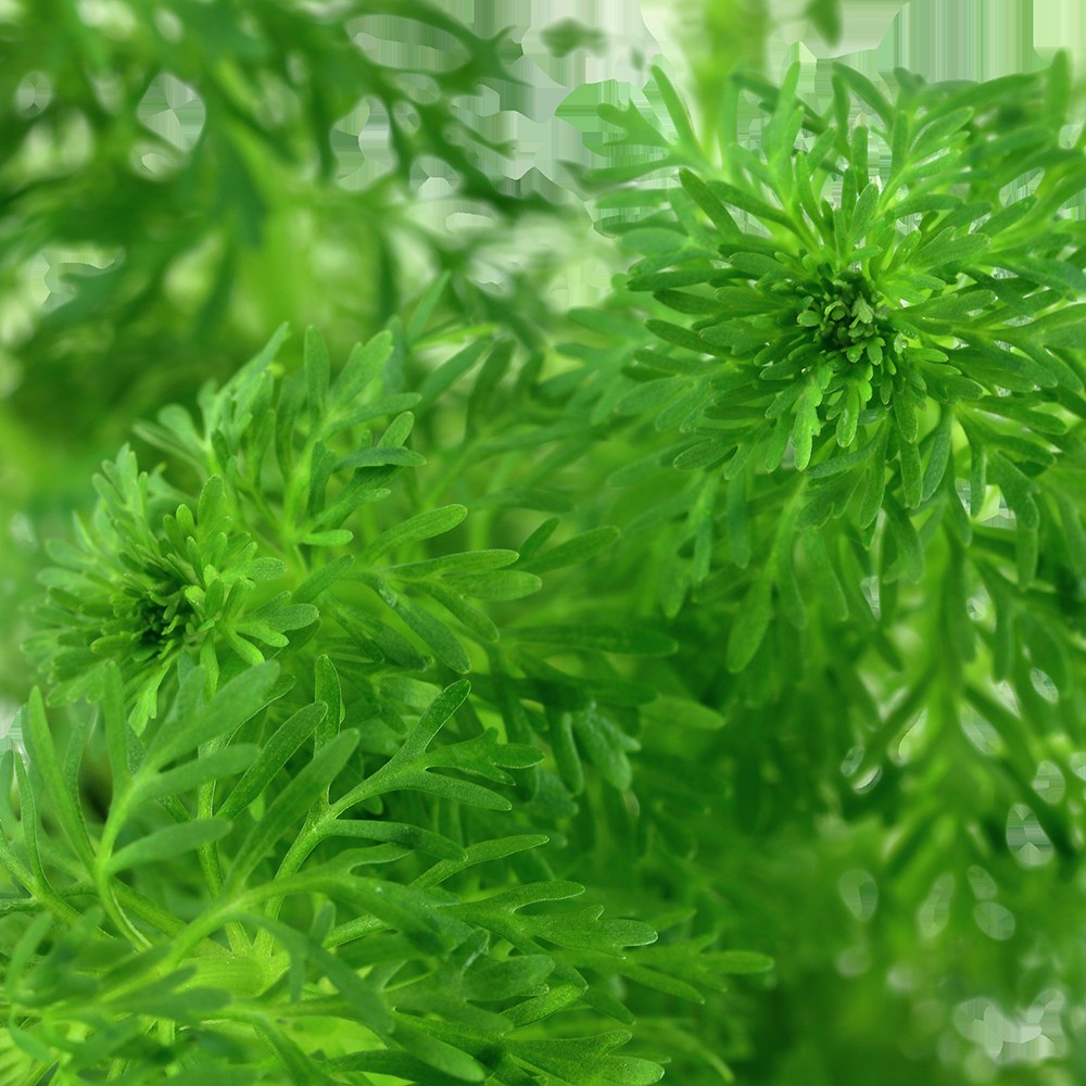 Limnophila sessiliflora Potted Aquarium Plant — Potted