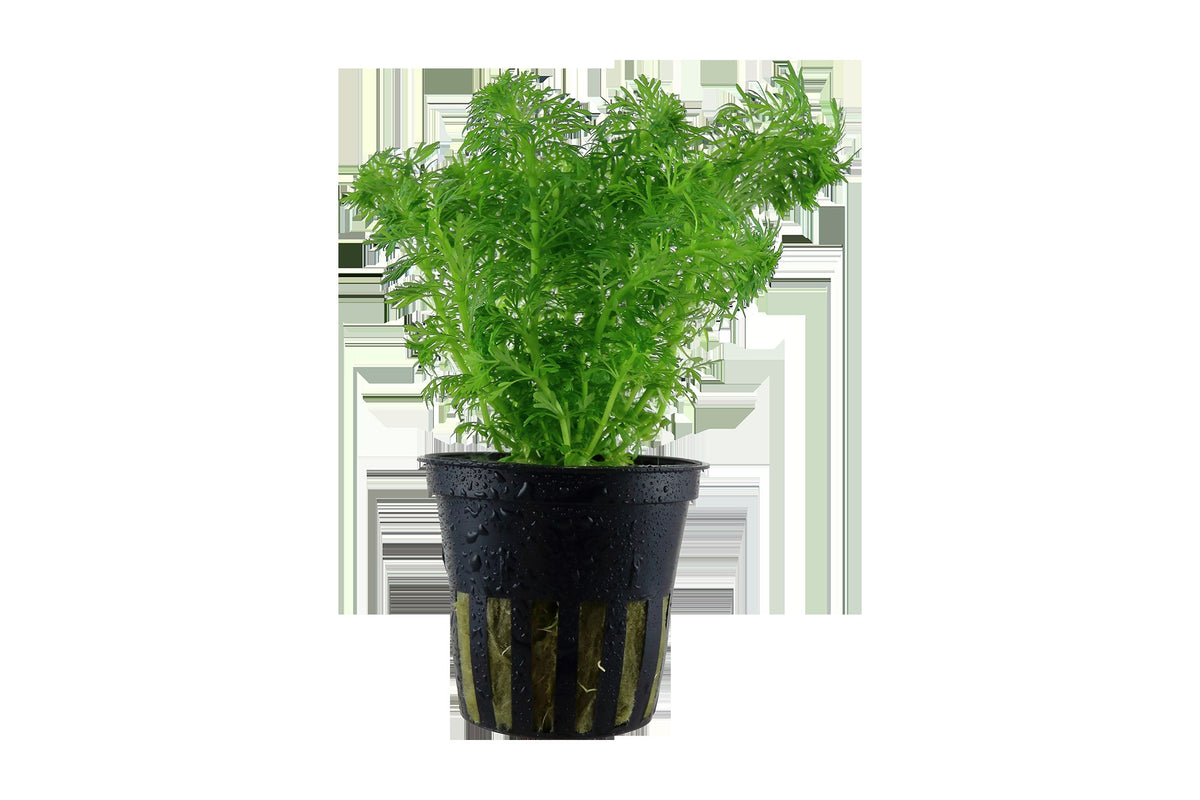Limnophila sessiliflora Potted Aquarium Plant — Potted