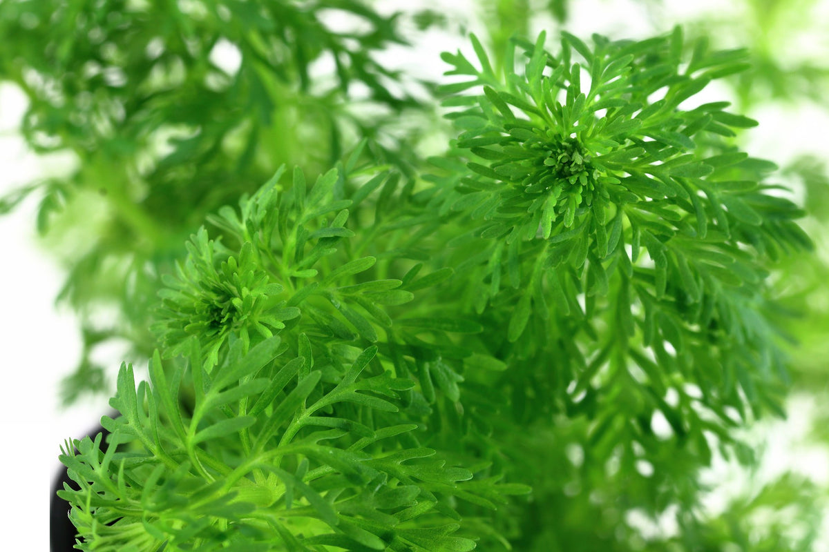 Limnophila sessiliflora Potted Aquarium Plant — Potted