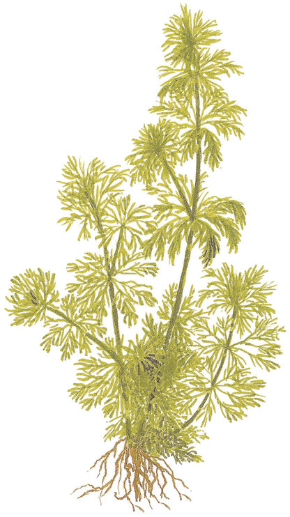 Limnophila sessiliflora Potted Aquarium Plant — Potted
