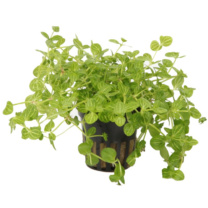 Lindernia rotundifolia 'Variegated' — Potted