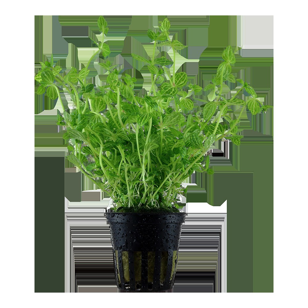 Lindernia rotundifolia 'Variegated' — Potted