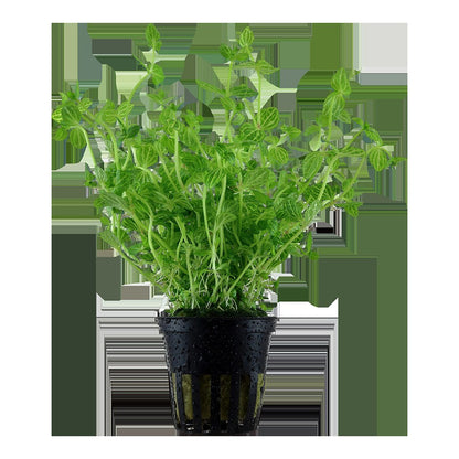 Lindernia rotundifolia 'Variegated' — Potted