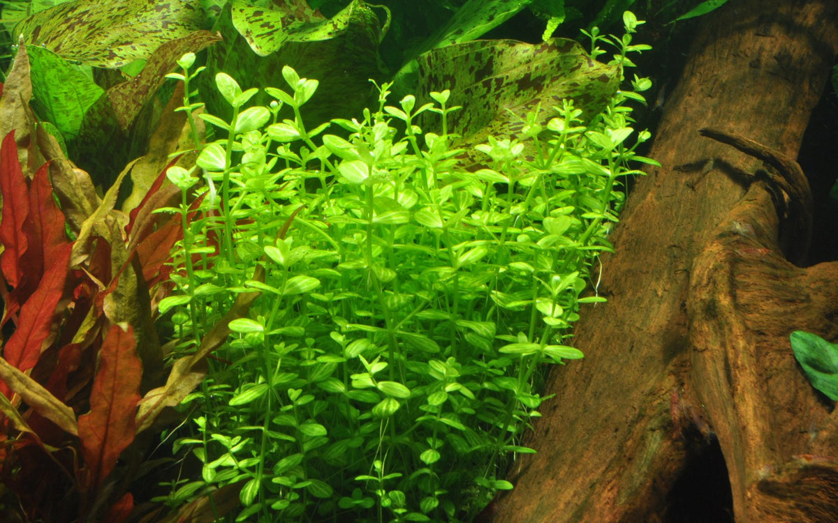 Lindernia rotundifolia 'Variegated' — Potted
