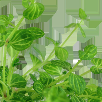 Lindernia rotundifolia 'Variegated' — Potted