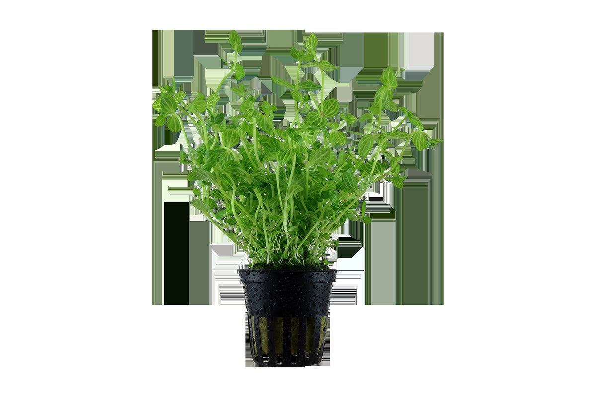Lindernia rotundifolia 'Variegated' — Potted