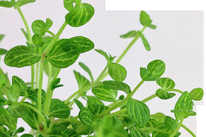 Lindernia rotundifolia 'Variegated' — Potted