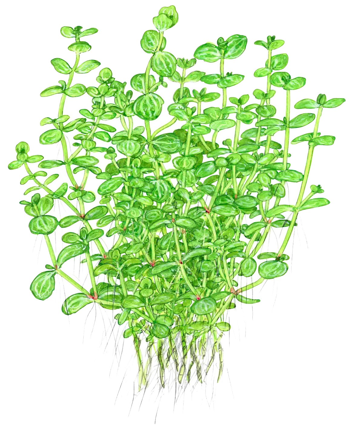 Lindernia rotundifolia 'Variegated' — Potted