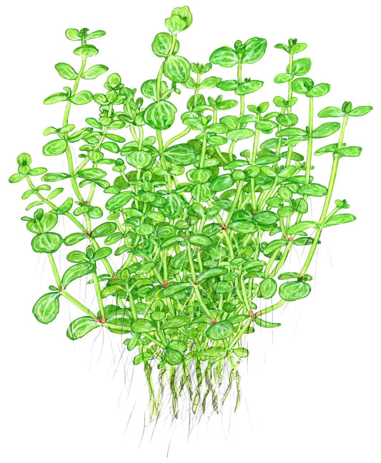Lindernia rotundifolia 'Variegated' — Potted