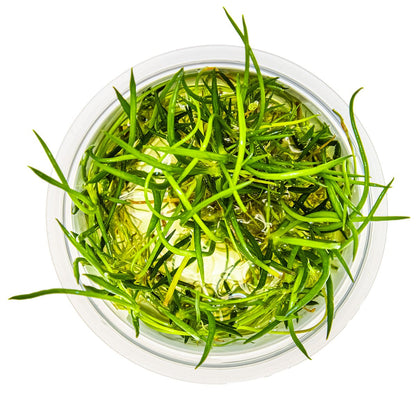 Littorella uniflora — 1-2-Grow!