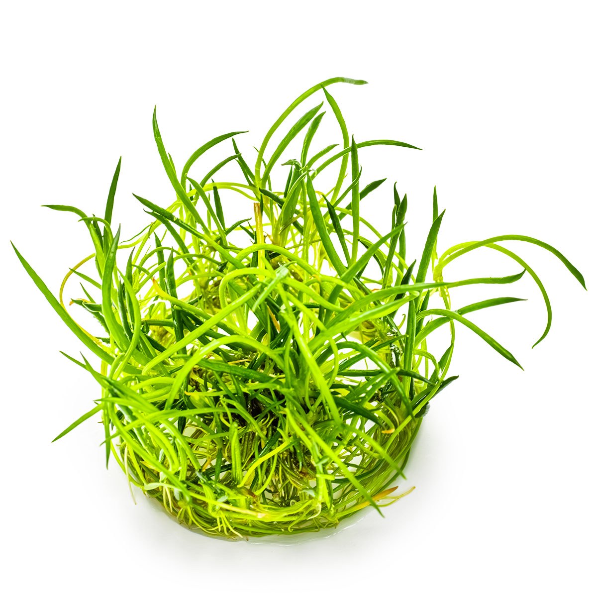 Littorella uniflora — 1-2-Grow!