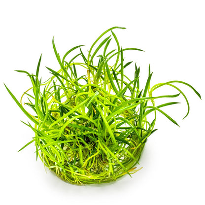 Littorella uniflora — 1-2-Grow!